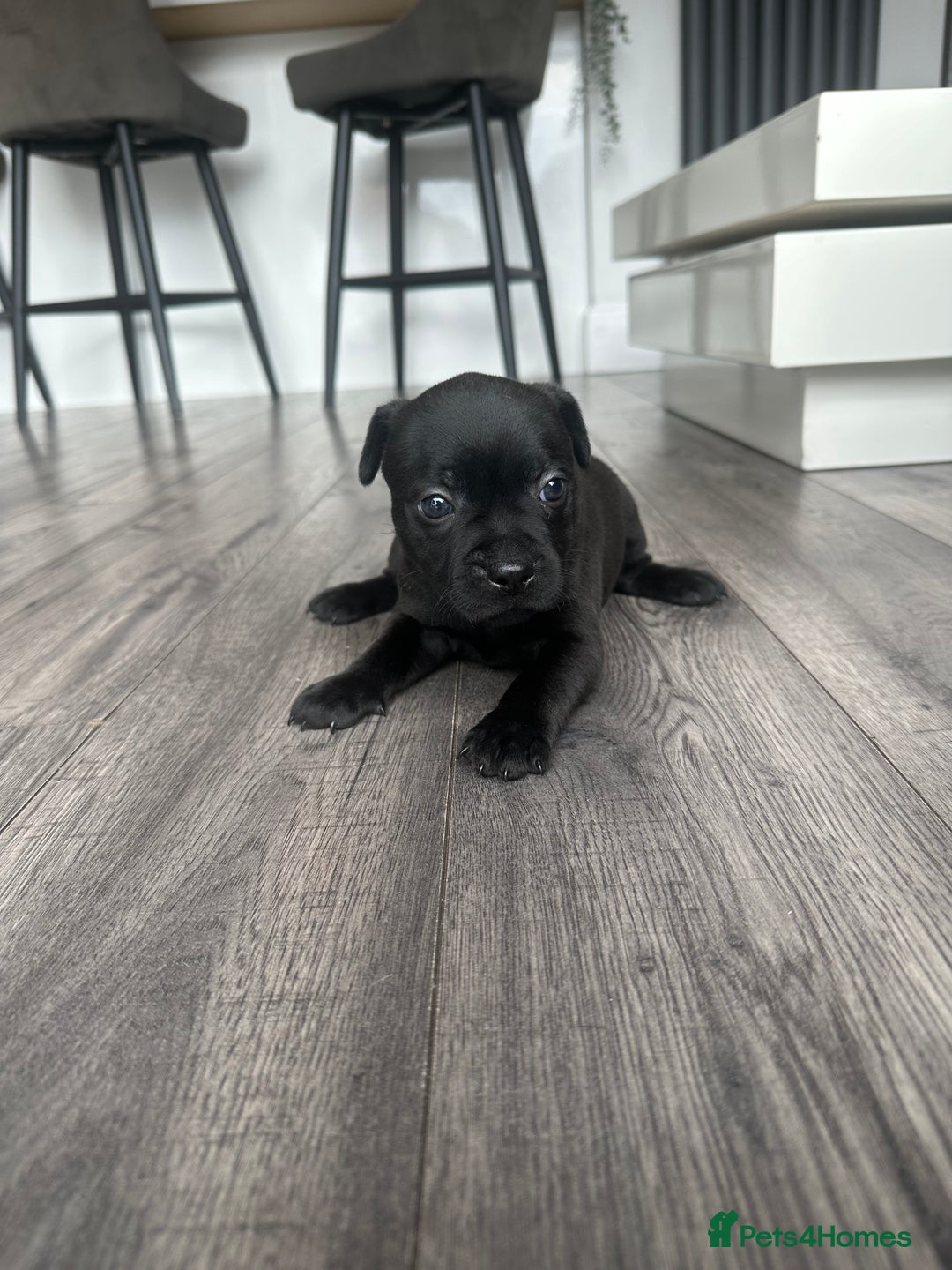 Staffordshire Bull Terrier dogs for sale: 🔥 Stunning Staffordshire Bull Terriers 🔥 - Image 15