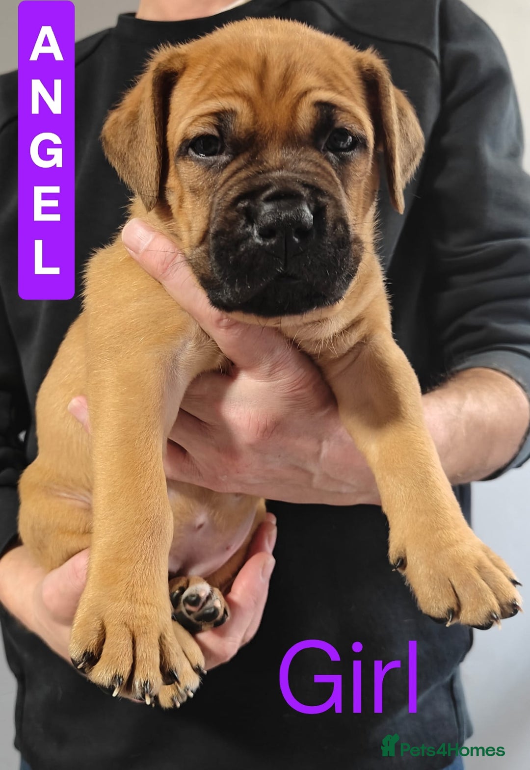 Mixed Breed dogs for sale: Dogue de Bordeaux cross presa canario  - Advert 7