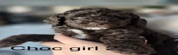 Labradoodle dogs for sale: Beautiful litter of F2b curly labradoodle puppies! - Advert 5