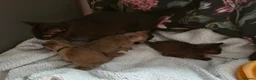 Burmese cats for sale: Outstanding Pedigree Burmese Kittens,Vet checked - Advert 19