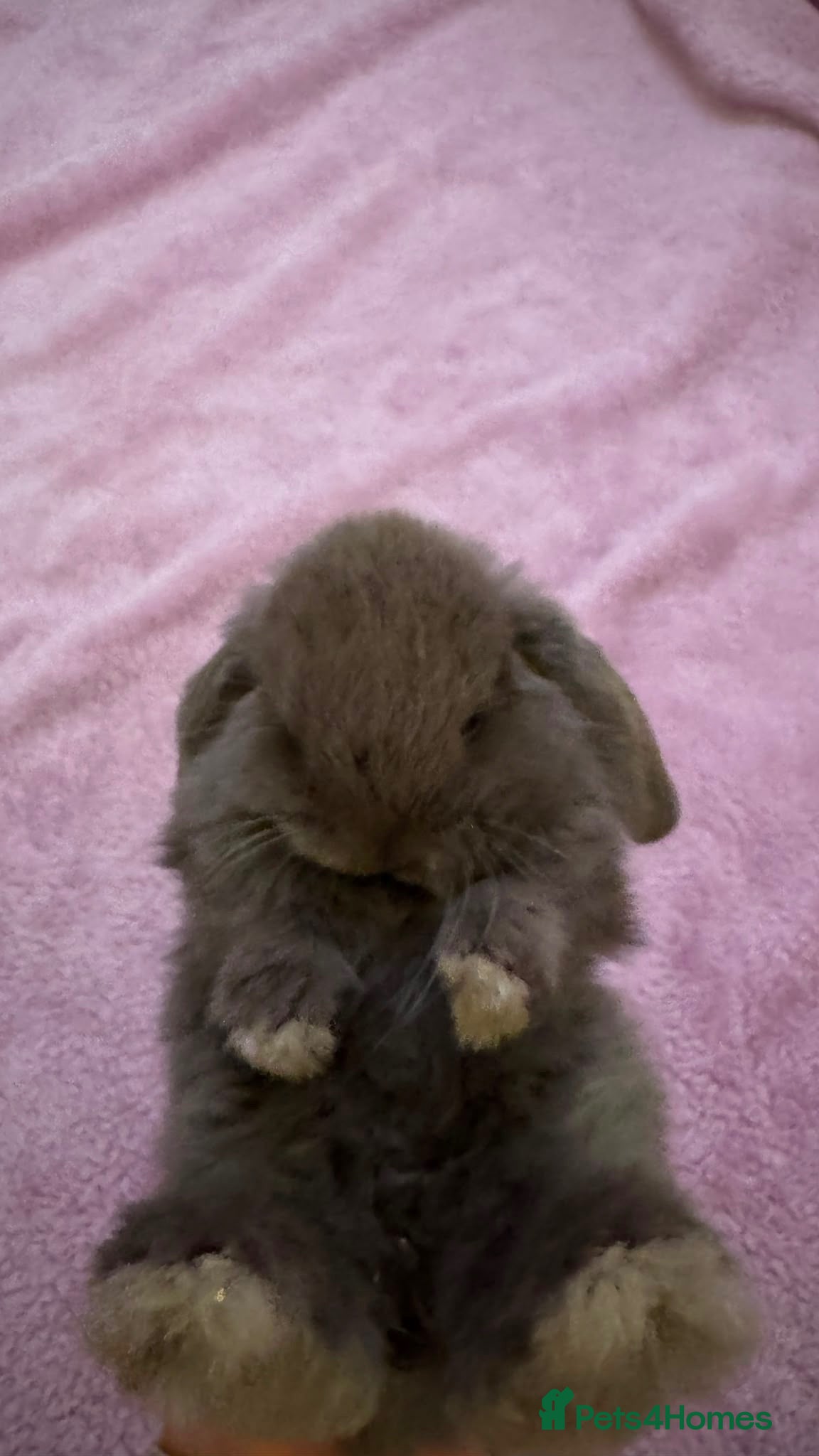 Mini Lop rabbits Mini lop bunnies  - Advert 13