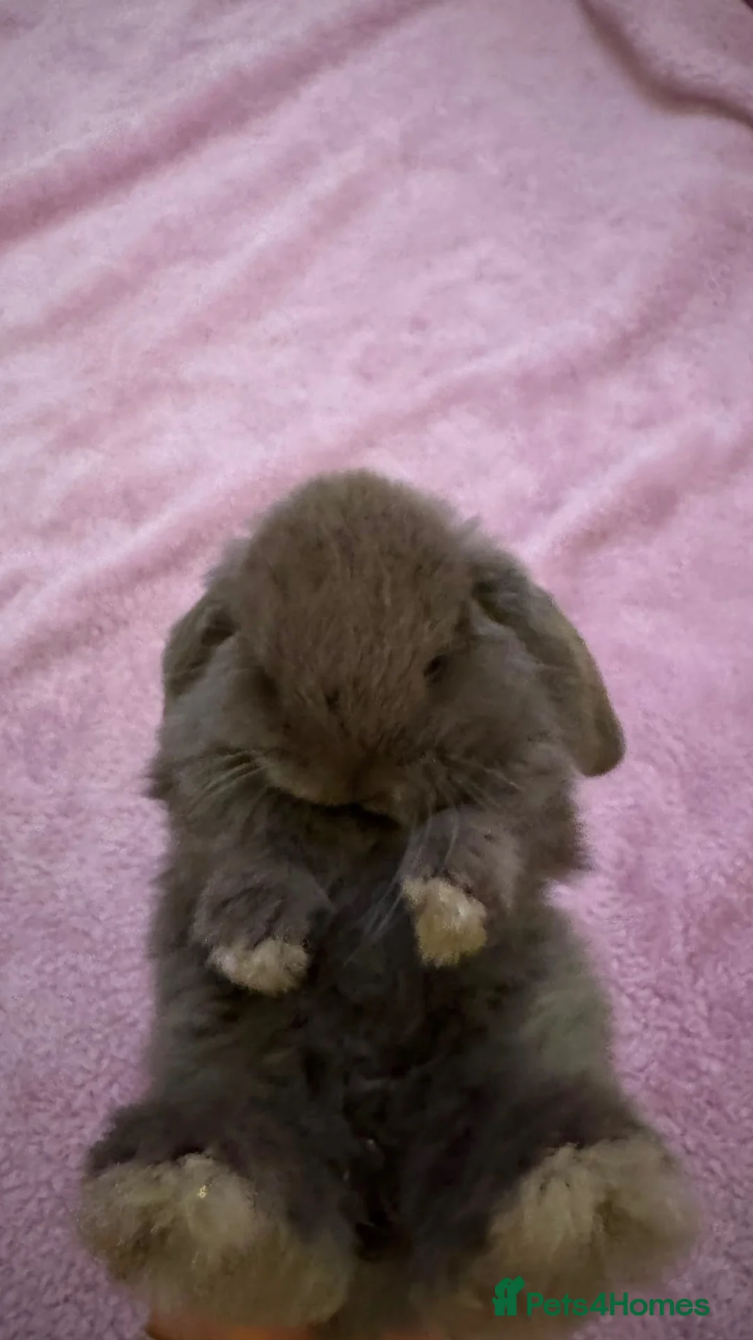 Mini Lop rabbits for sale: Mini lop bunnies  - Advert 2
