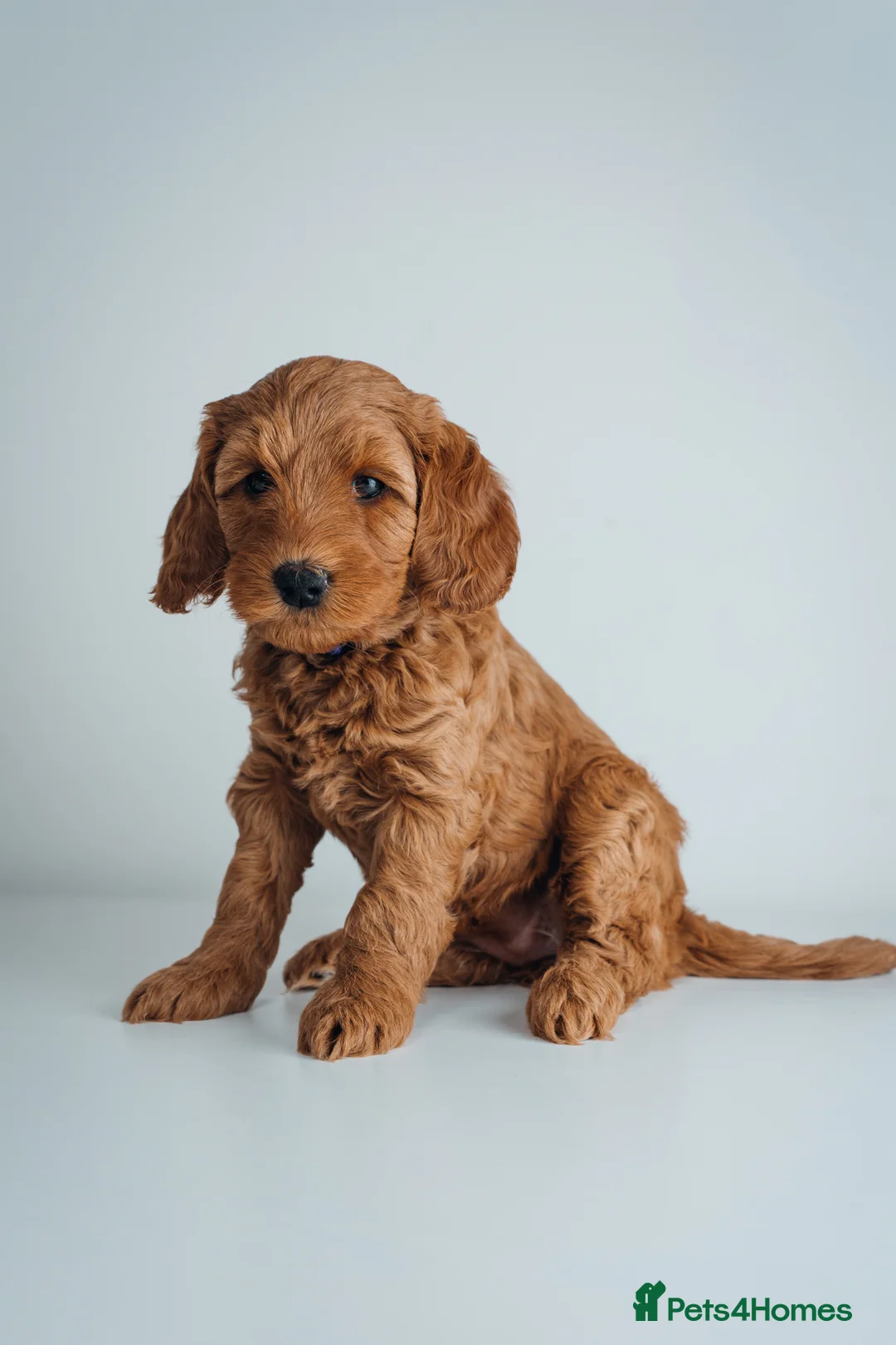 Labradoodle dogs for sale: LAST FEW PUPS - F2B Labradoodle Puppies - Advert 23