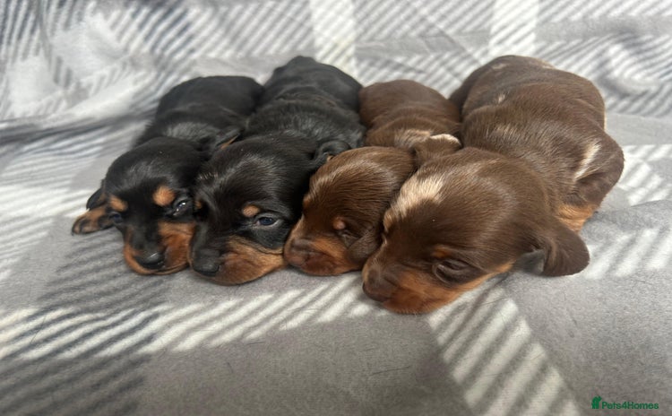 Miniature Dachshund dogs - Advert 16