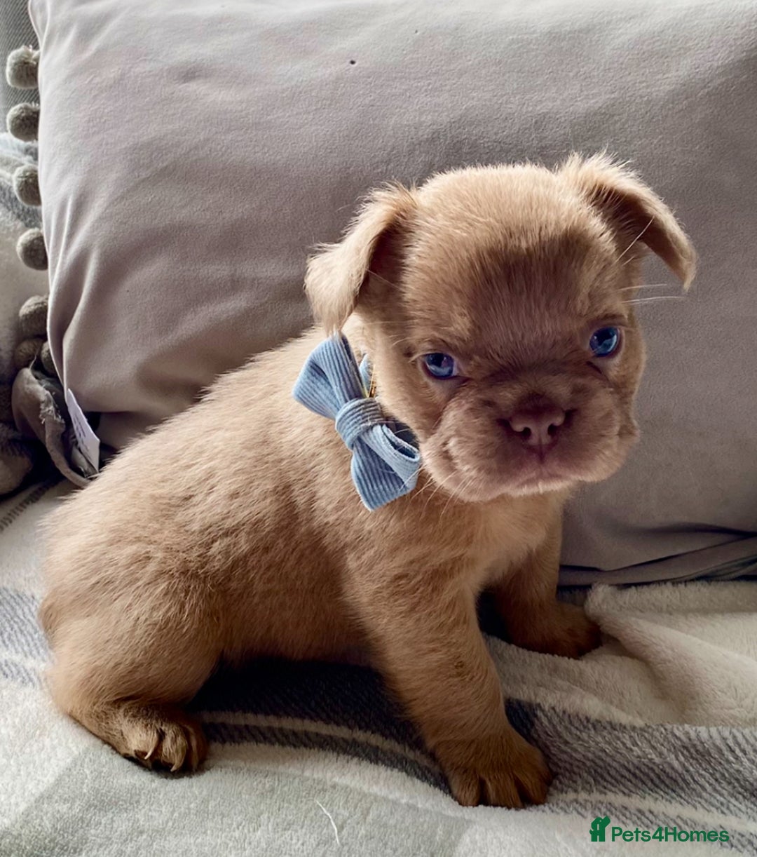 French Bulldog dogs for sale: Quality health tested/KC fluffy French bulldogs - Image 15