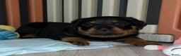 Rottweiler dogs for sale: LAST FEMALE ROTTWEILER PUPPY - Advert 4
