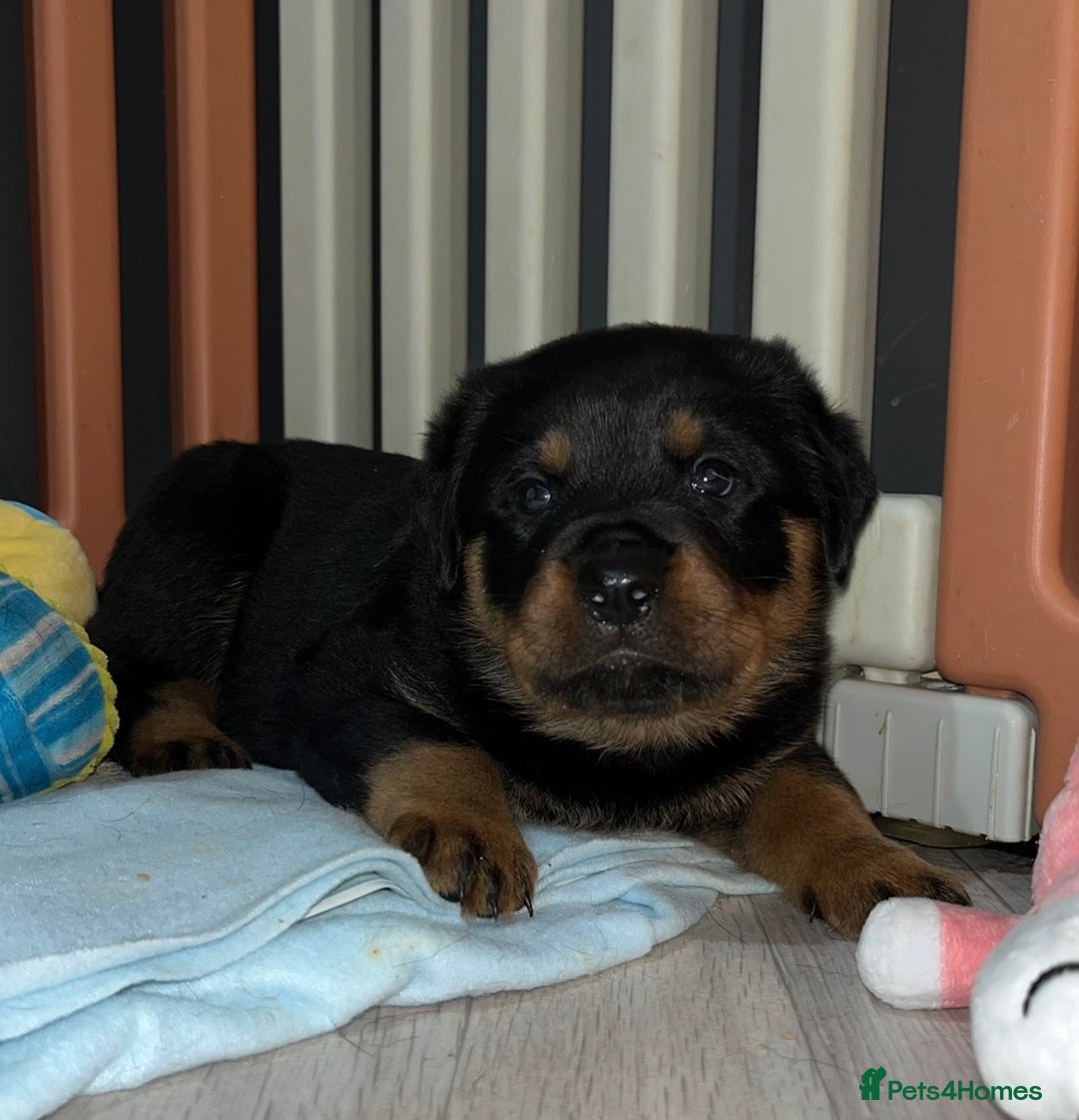 Rottweiler dogs for sale: LAST FEMALE ROTTWEILER PUPPY - Advert 4
