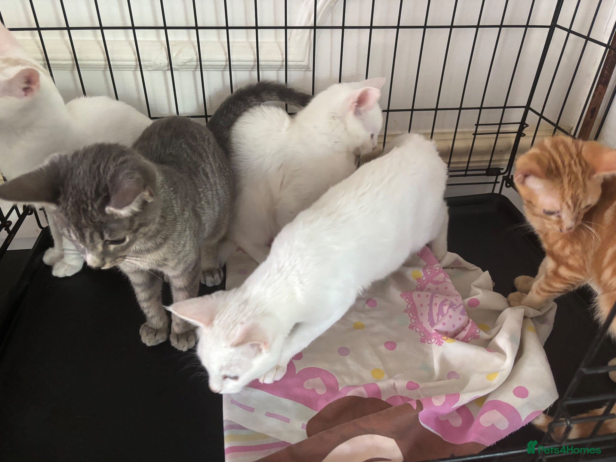 Domestic Shorthair cats Kittens for sale ASAP - Advert 1