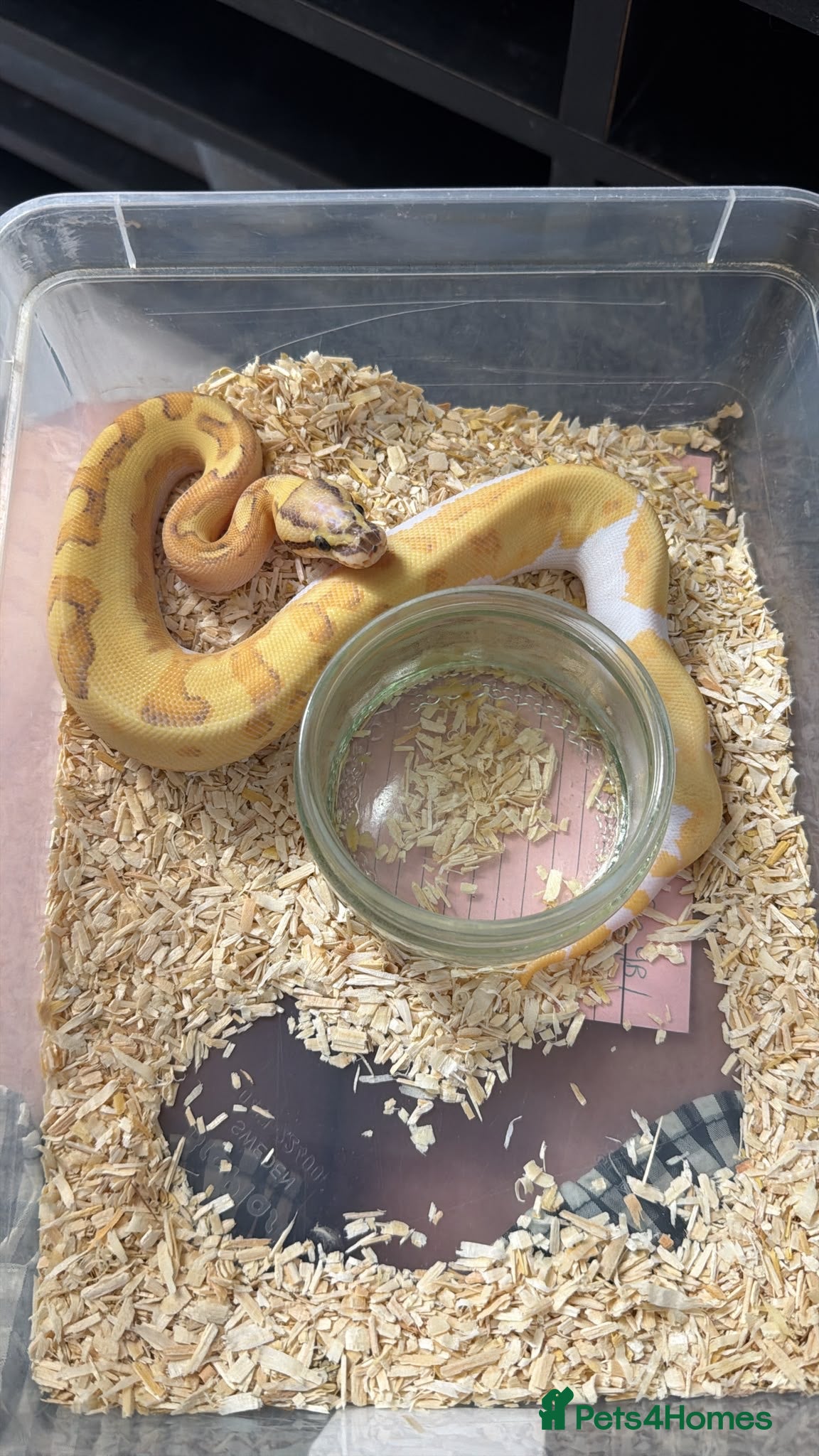 Python Snake reptiles Clown Clutch/Banana Mojave/ Blackhead Mahogany  - Advert 10