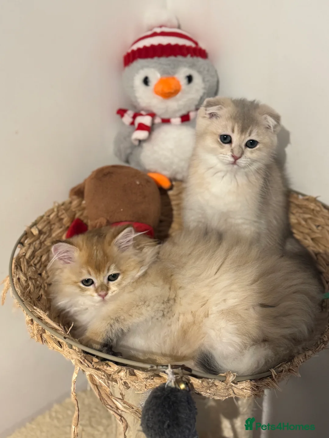 Scottish Fold cats for sale: Scottish Fold and Straight purebred kittens - Advert 3
