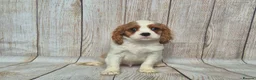 Cavalier King Charles Spaniel dogs for sale: 2 boys left ready to go now ❤️ - Advert 5