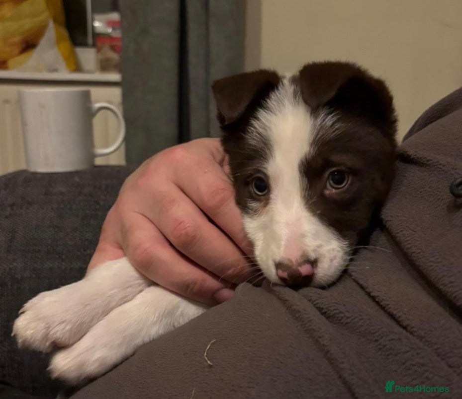 Border Collie dogs Ready now red collie puppies  - Advert 3
