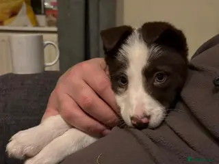 Border Collie dogs Ready now red collie puppies - Advert 3