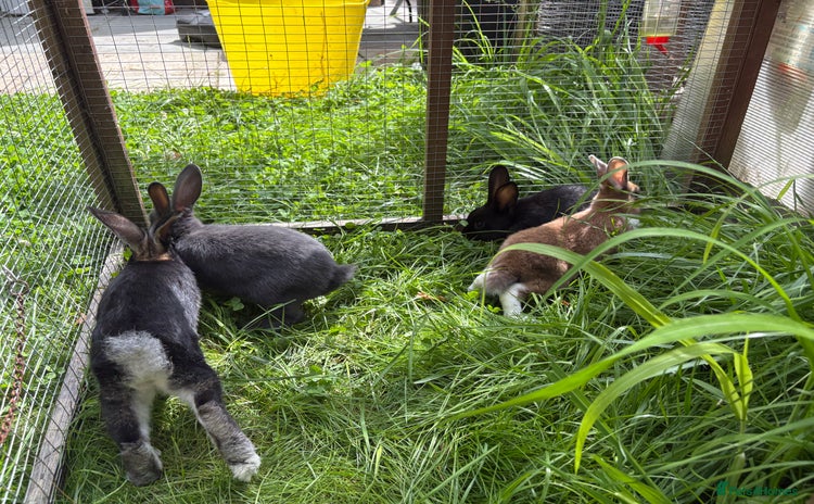 Mixed Breed rabbits - Advert 16