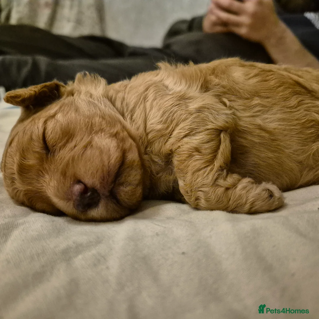 Cockapoo dogs for sale: Cockerpoo  - Advert 17