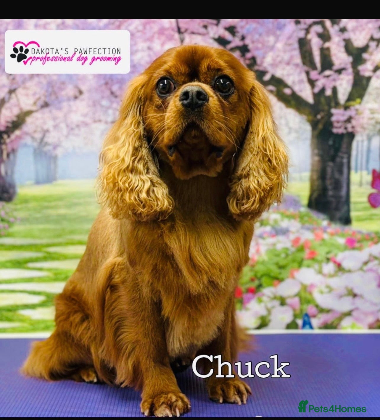 Cavalier King Charles Spaniel dogs 🌹KC REGISTERED HEALTH TESTED RUBY CKC FOR STUD in Sheerness - Advert 8