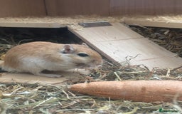 Gerbil rodents for sale: 2 Female Gerbils / With cage - Image 4