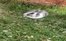 English rabbits for sale: 2 female rabbits for sale  - Image 1
