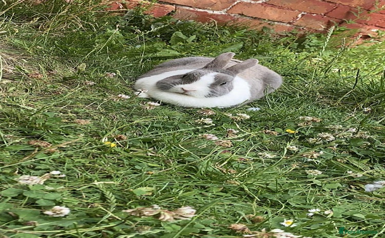 English rabbits - Advert 5