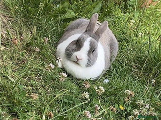 English rabbits - Advert 11