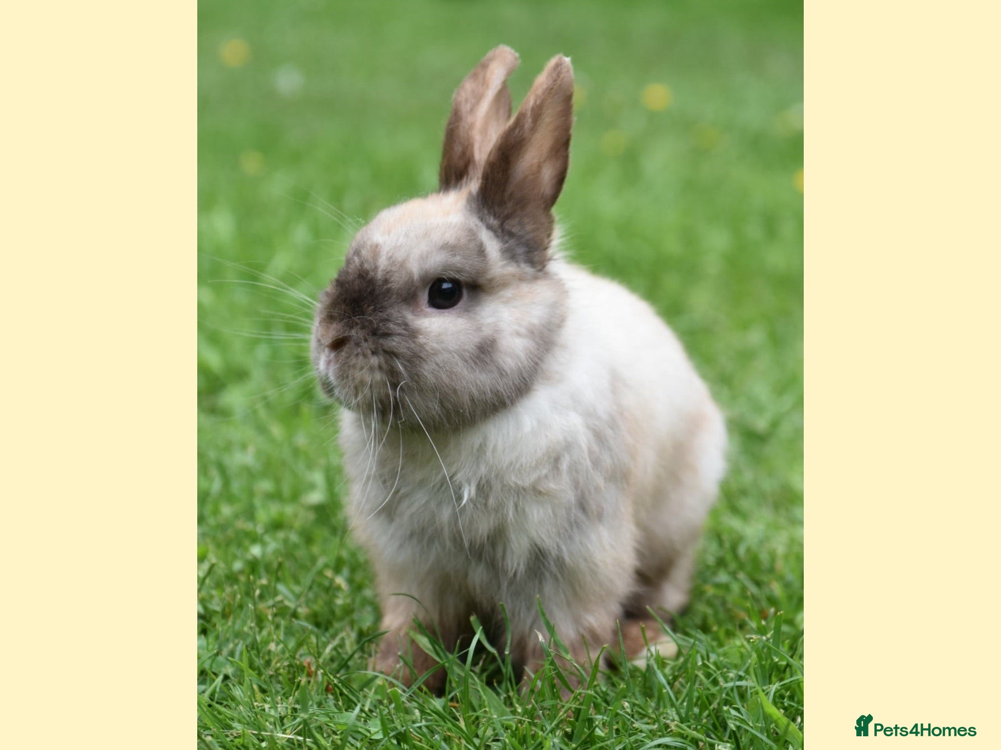 Netherland Dwarf rabbits ⭐️ CARAMEL Looking for new home ⭐️ - Advert 1