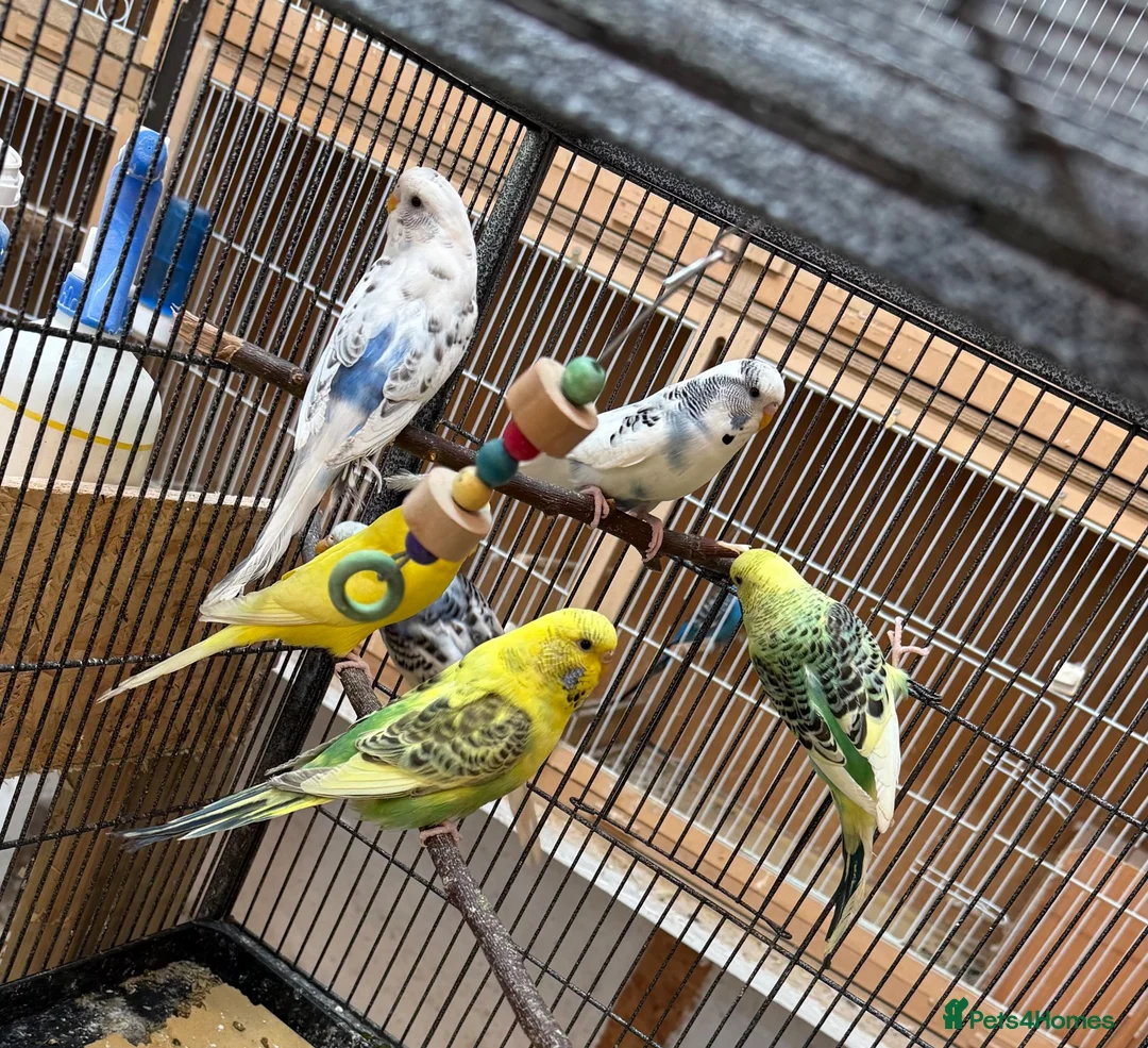 Budgerigars birds for sale: Young mixed coloured budgies for sale  - Advert 1