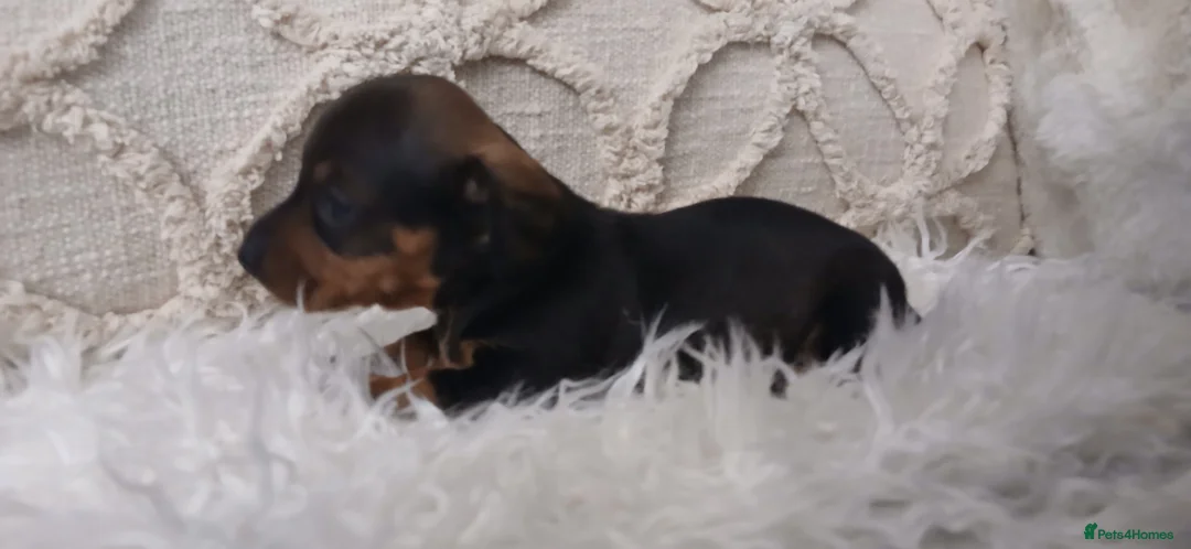 Miniature Dachshund dogs for sale: Miniture dachshund Pups in Mountain Ash - Advert 7