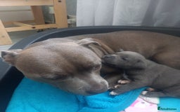 Staffordshire Bull Terrier dogs for sale: Lovely puppy  in Coventry - Image 5