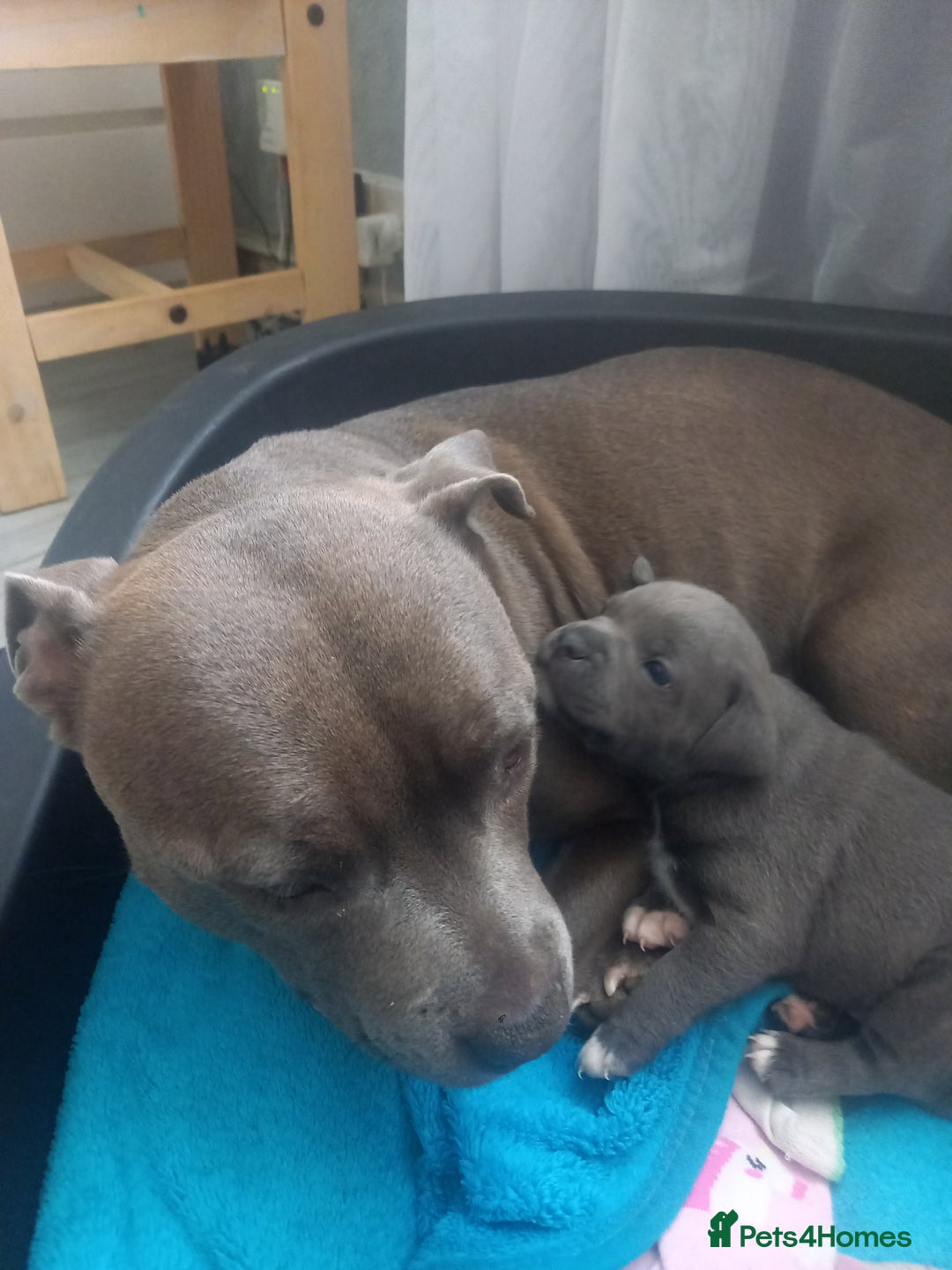 Staffordshire Bull Terrier dogs for sale: Lovely puppy  in Coventry - Image 5