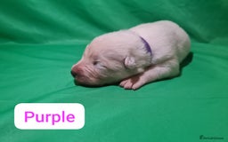 Samoyed dogs for sale: 🐾 Exceptional Pedigree Samoyed Puppies  🐾 - Image 18