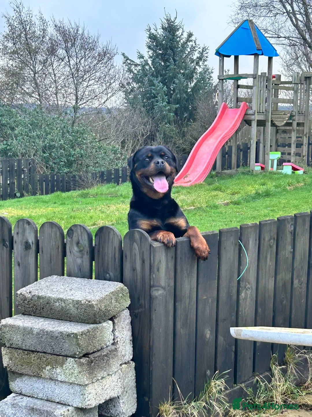 Rottweiler dogs for sale: Rottweiler female puppy  in Coventry - Advert 2