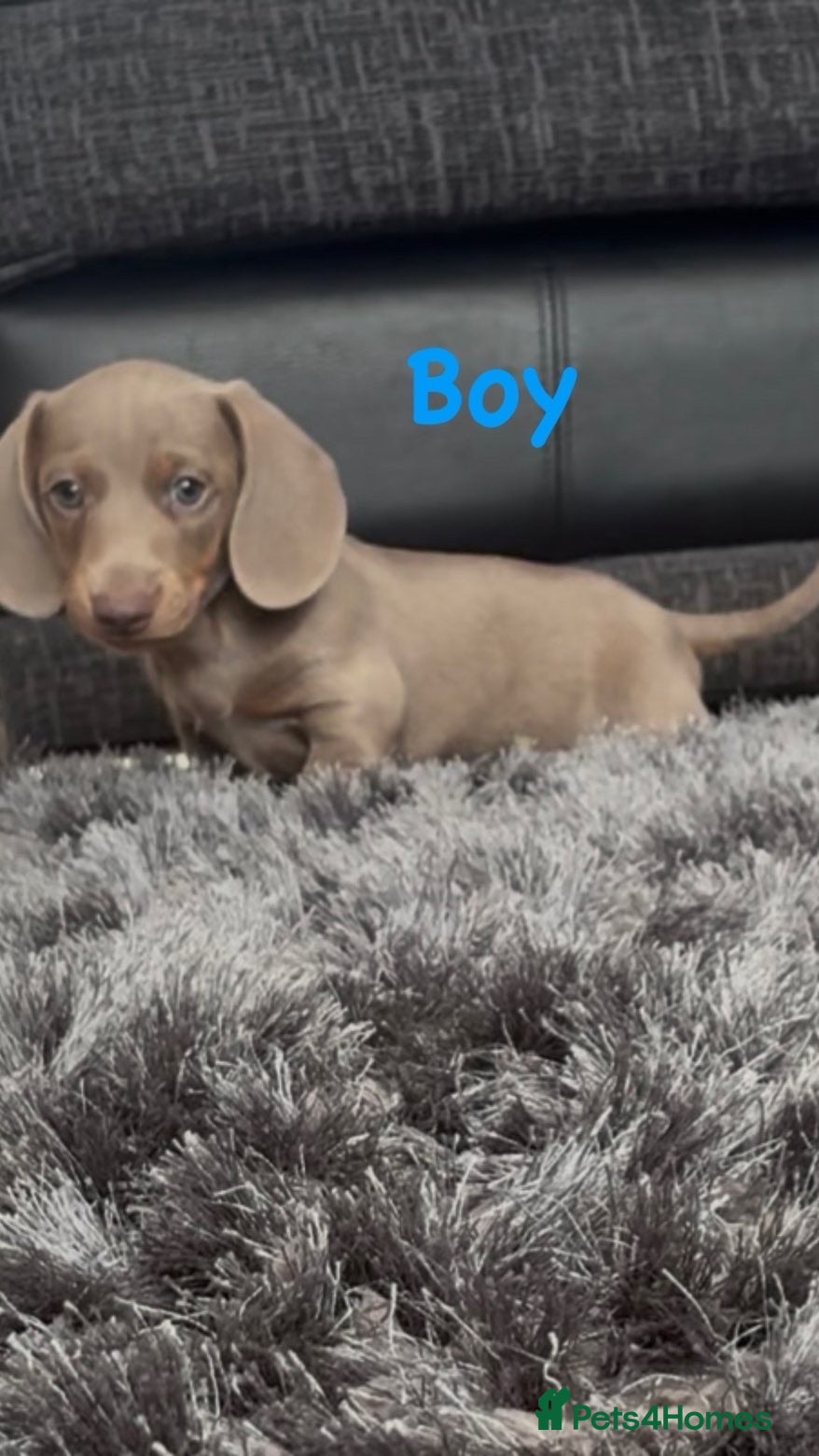 Miniature Dachshund dogs KC Minature dachshund puppies 1 boy left  - Advert 8