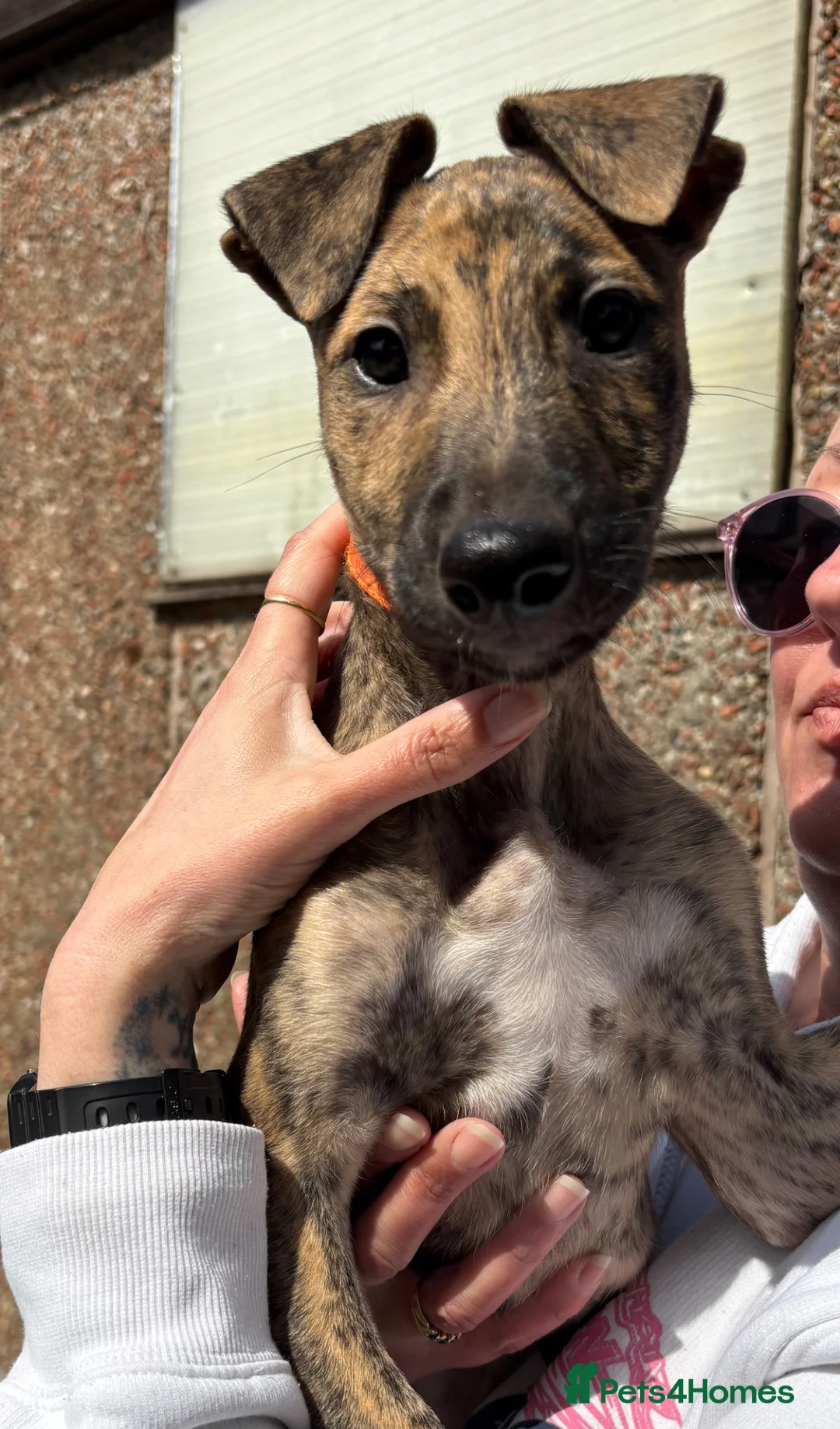 Lurcher dogs for sale: 9 lurcher pups in Skegness - Advert 1