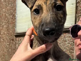 Lurcher dogs 9 lurcher pups - Advert 1