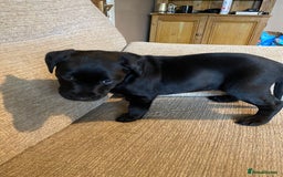 Labrador Retriever dogs for sale: Black Labrador bitch puppy  - Image 6