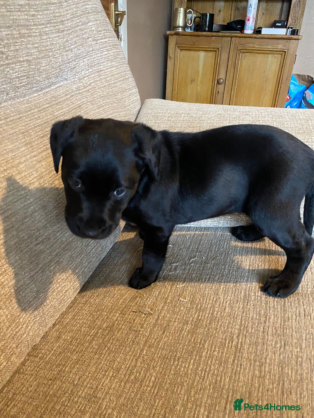 Labrador Retriever dogs for sale: Black Labrador bitch puppy  - Image 6
