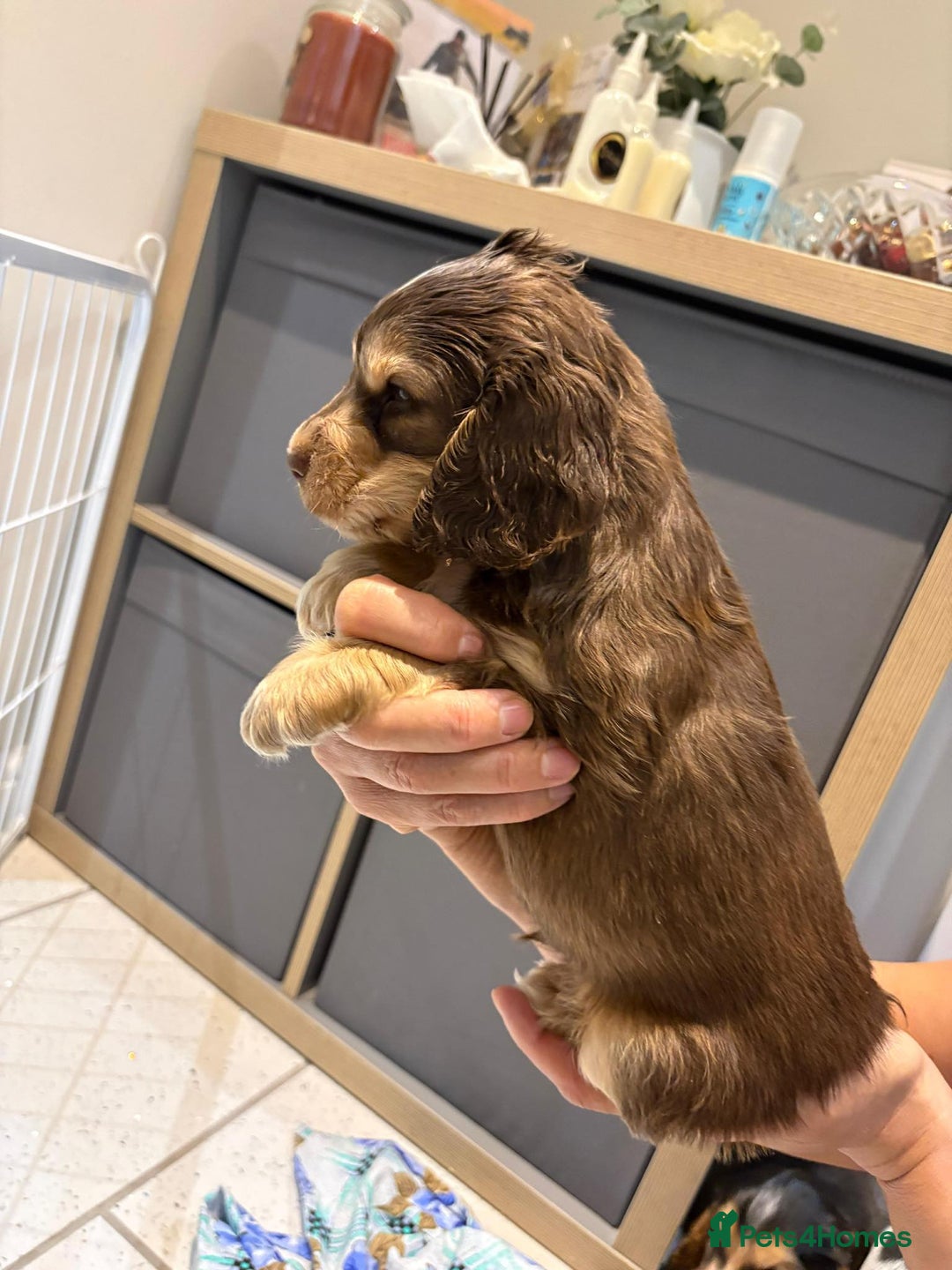 Cocker Spaniel dogs for sale: Pure show type KC reg DNA health test  - Advert 24