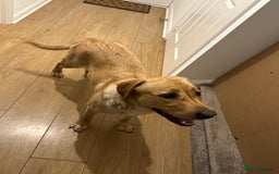 Labrador Retriever dogs for sale: Pedigree yellow Labrador  - Image 1