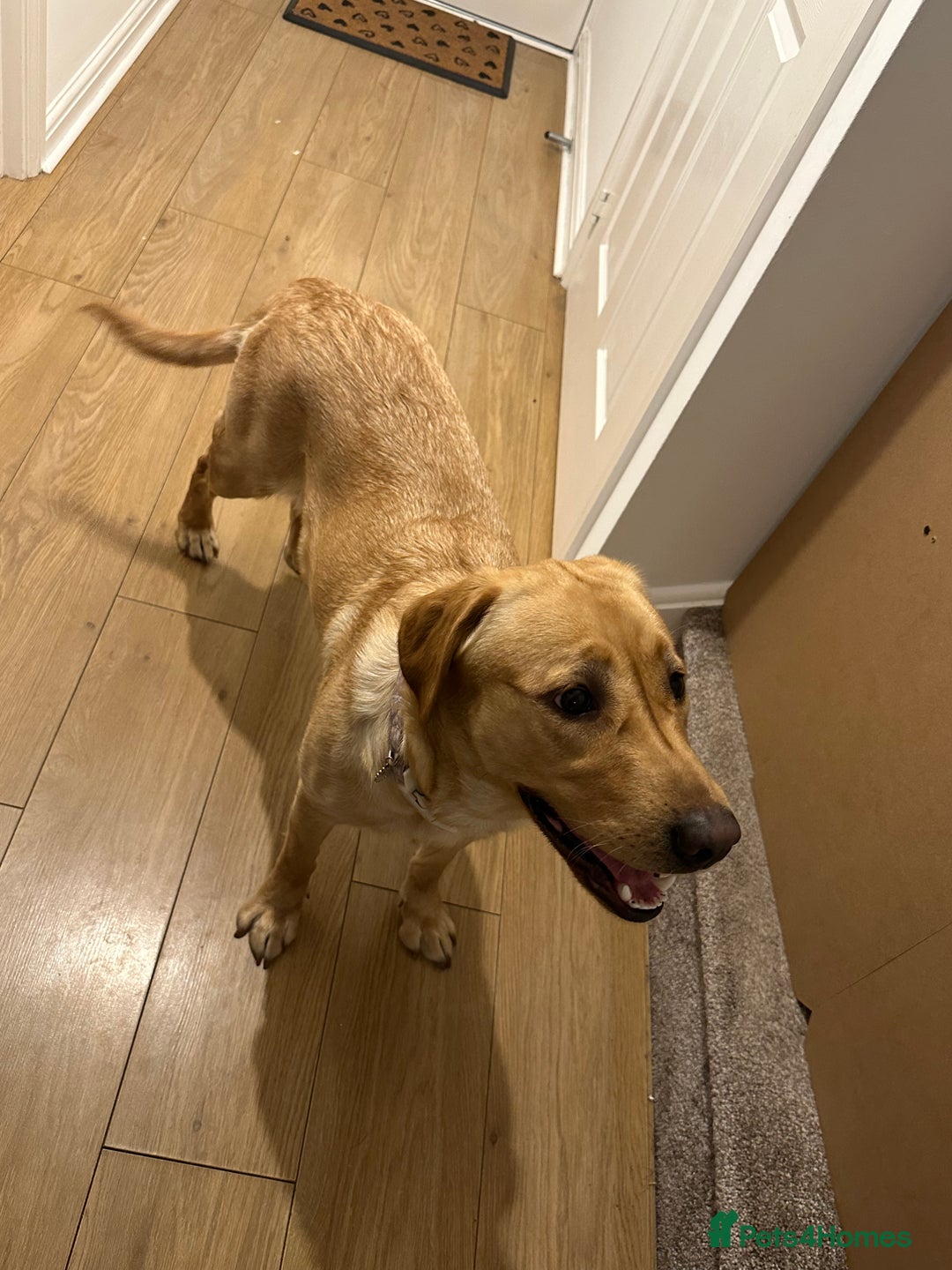 Labrador Retriever dogs for sale: Pedigree yellow Labrador  - Image 1