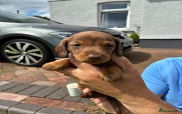Miniature Dachshund dogs for sale: Miniature dachshund puppies  - Image 15