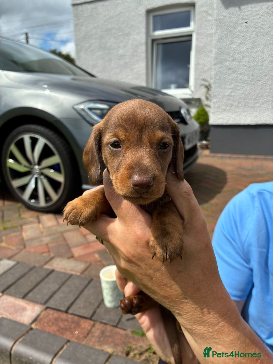 Miniature Dachshund dogs for sale: Miniature dachshund puppies  - Image 15