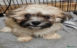 Zuchon dogs for sale: Male zuchon puppy 4mths - Image 1