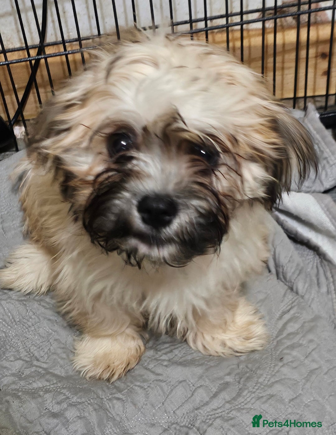 Zuchon dogs for sale: Male zuchon puppy 4mths - Image 1