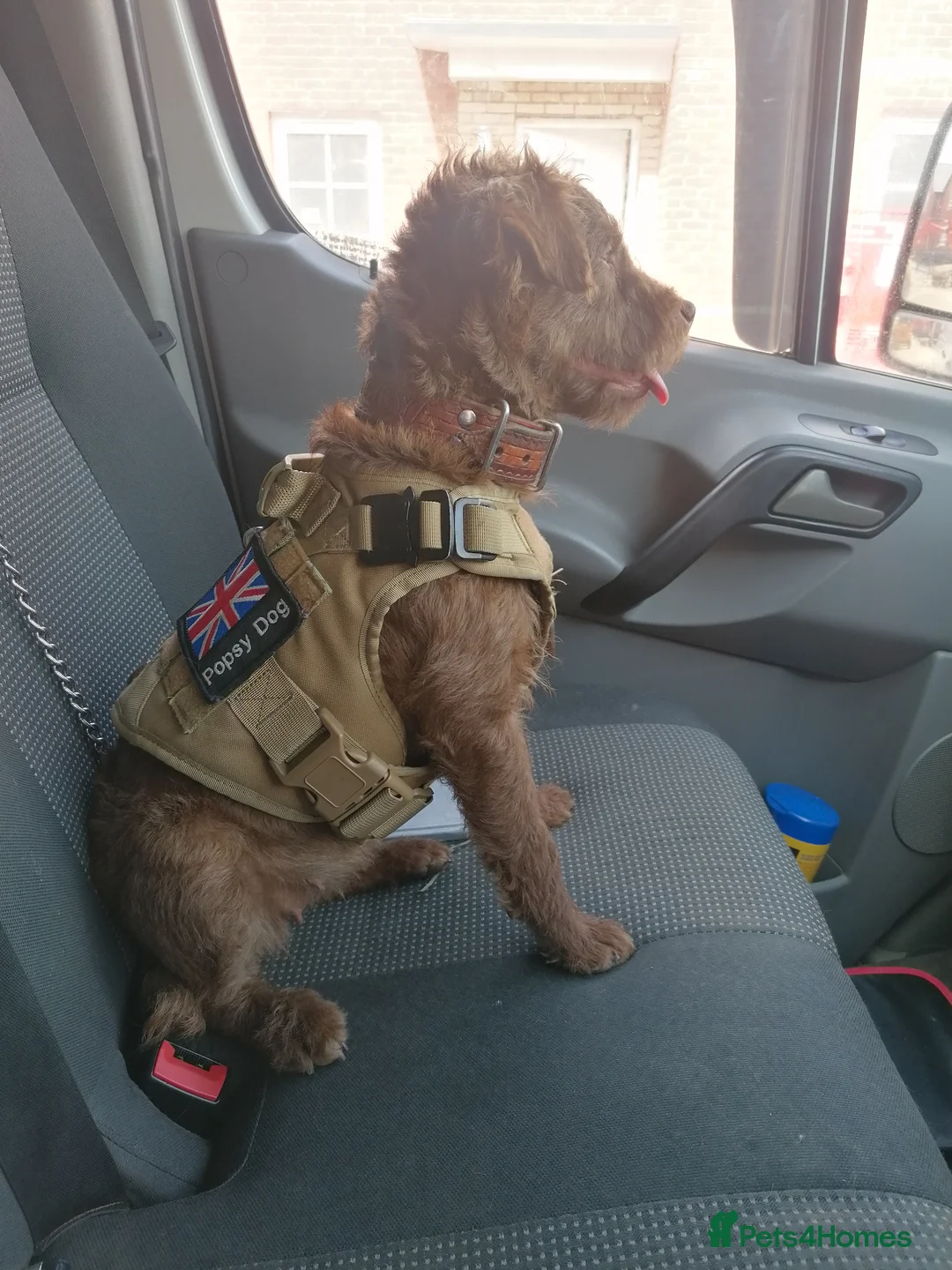 Patterdale Terrier dogs for sale: Fell Terriers  - Advert 2