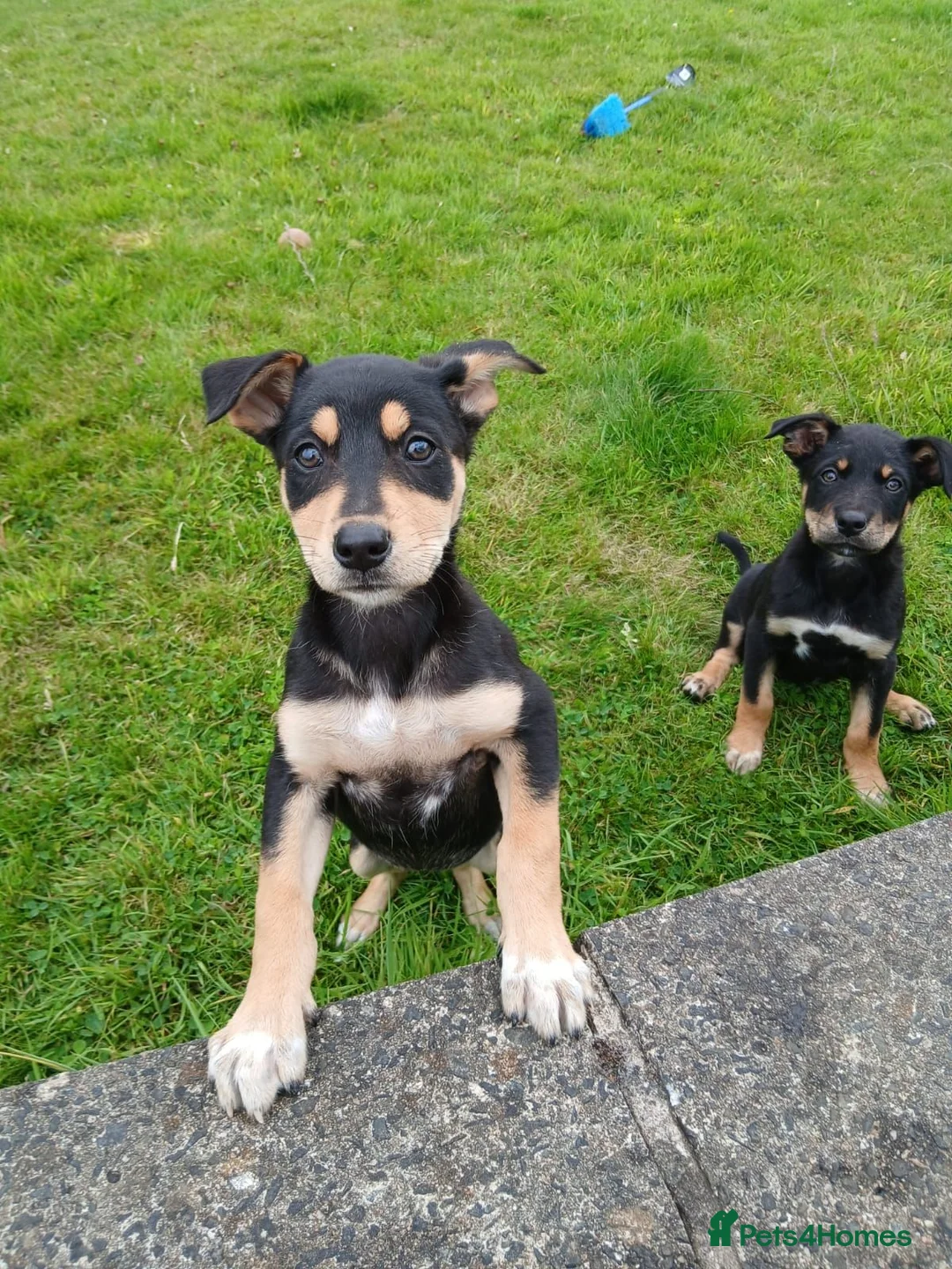 Australian Kelpie dogs for sale: Kelpie pups for sale in Ballymena - Advert 9