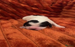 Cocker Spaniel dogs for sale: 4 Cocker spaniel puppy’s  - Advert 6