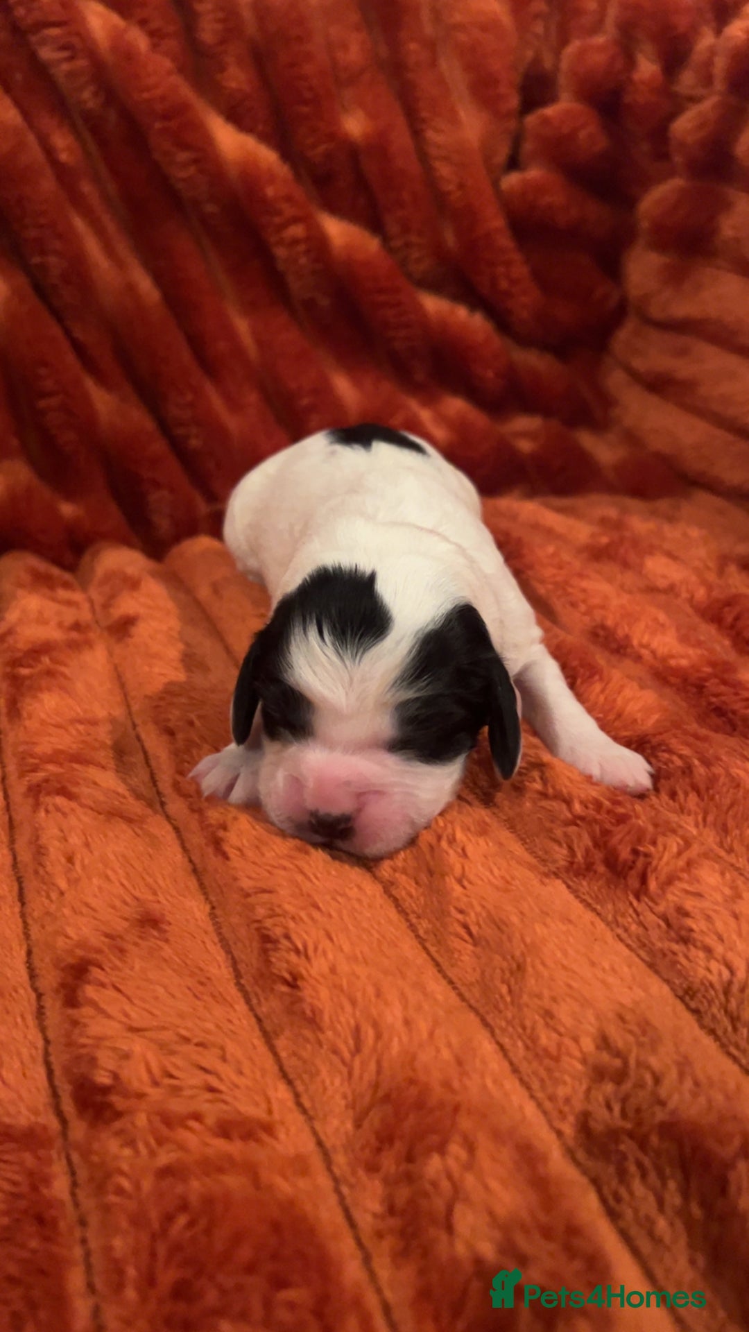 Cocker Spaniel dogs for sale: 4 Cocker spaniel puppy’s  - Advert 6