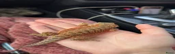 Bearded Dragon reptiles for sale: Bearded dragon and enclosure  - Advert 2
