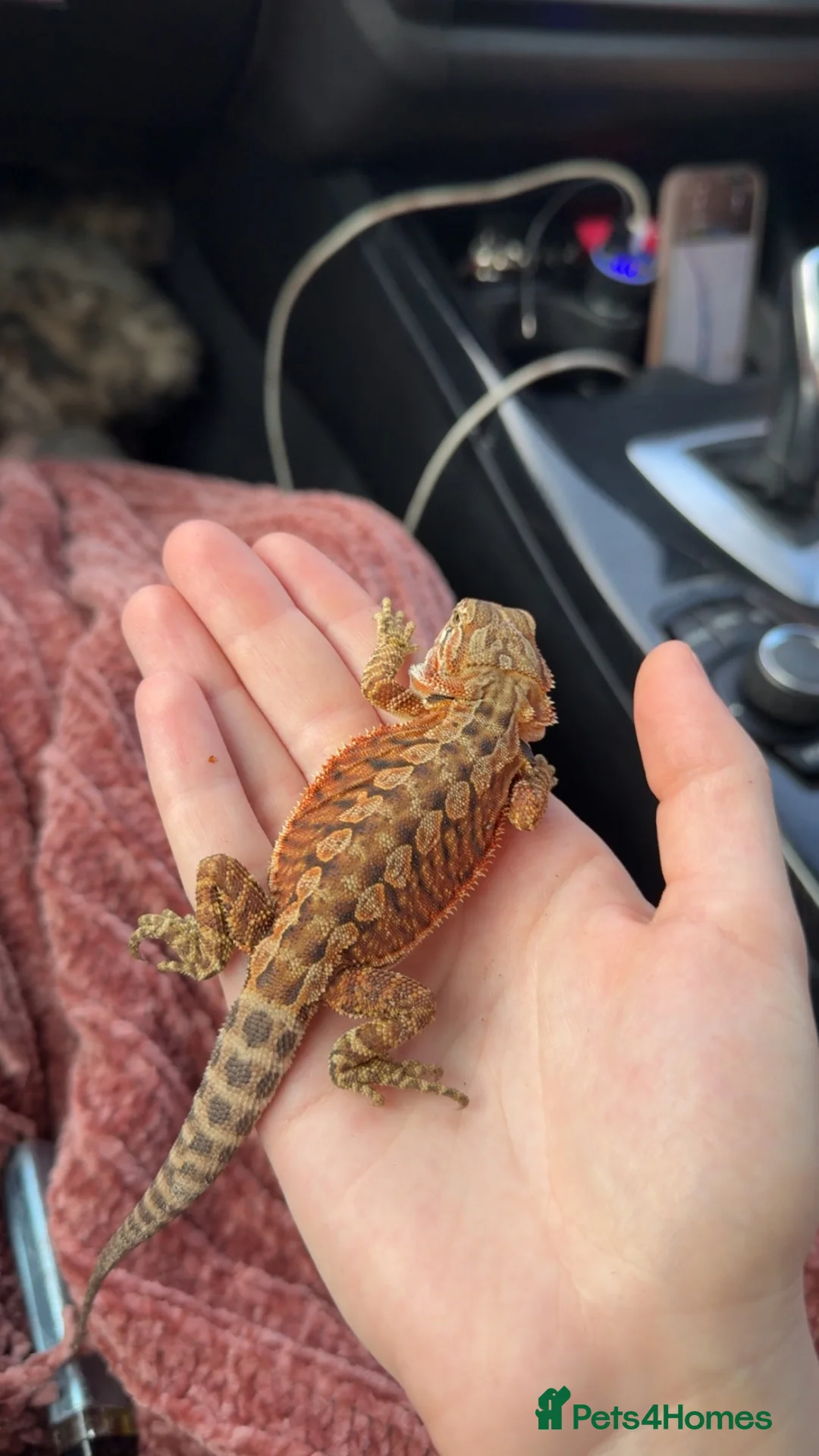 Bearded Dragon reptiles for sale: Bearded dragon and enclosure  - Advert 2