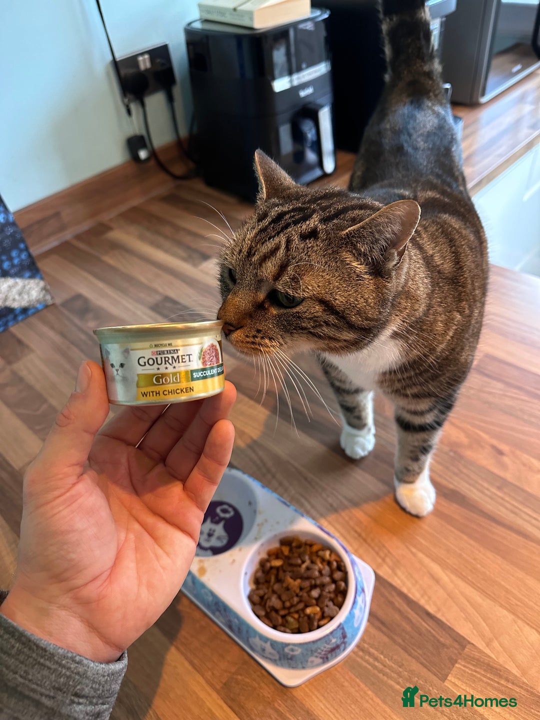Mixed Breed cats for sale: Noah - 7 year old tabby cat - Image 2